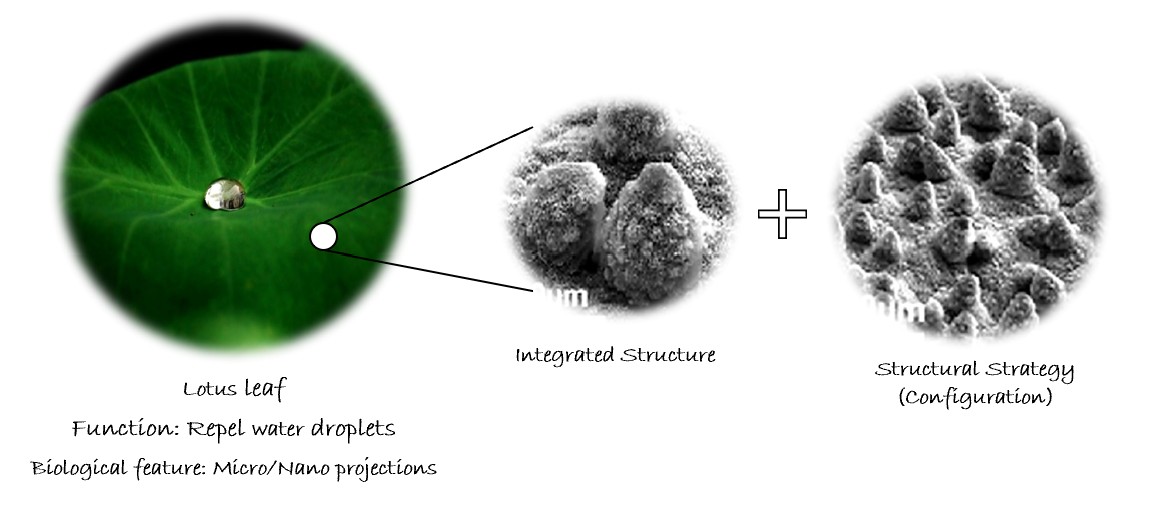 function-structure relationship