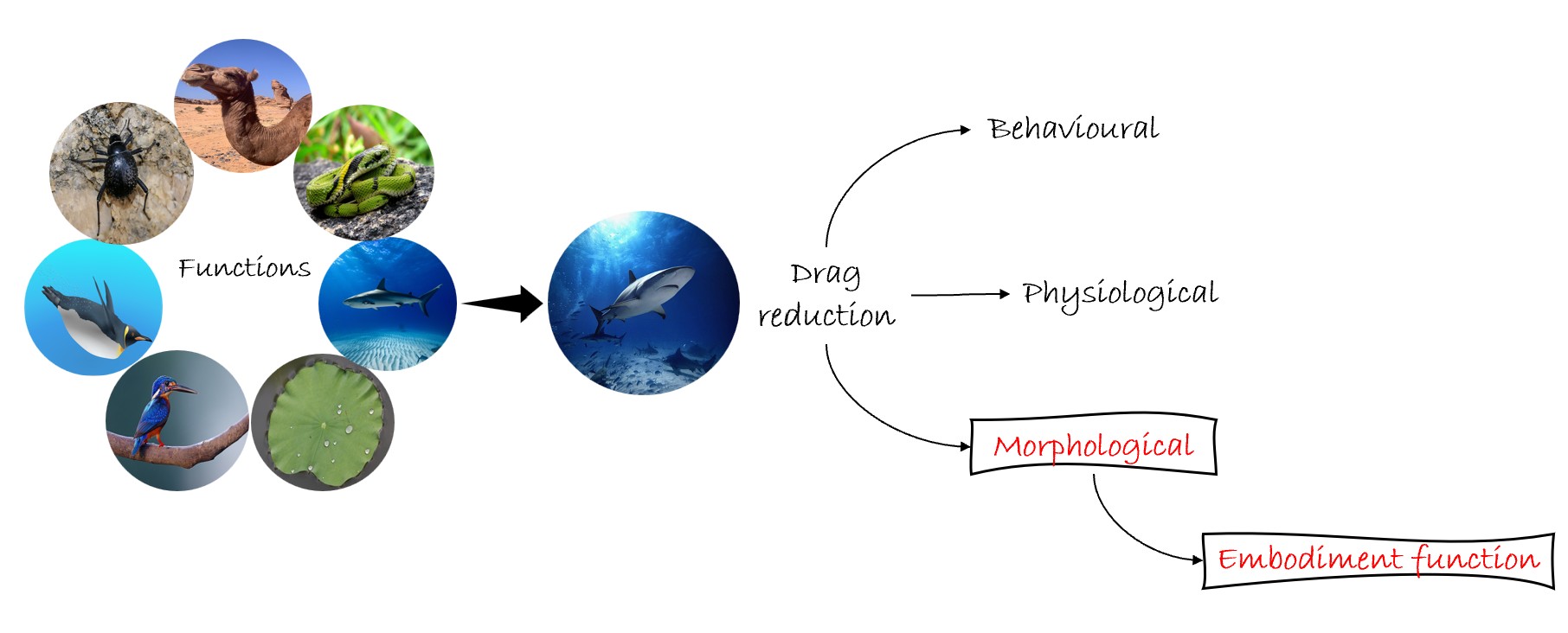 Morphology-driven approach